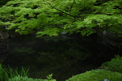 green is the colour　5