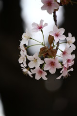 御苑の桜