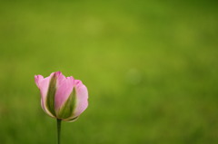 春も盛り  1
