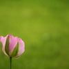 春も盛り  1