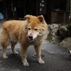 大原散歩　まだまだ元気やで