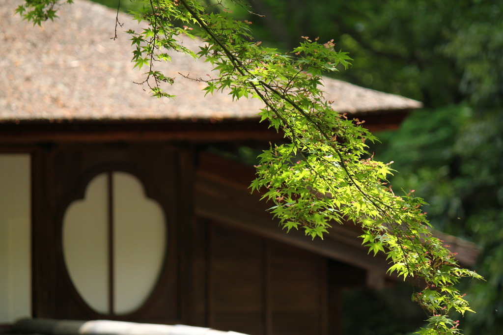 横浜　三渓園の春　1　