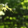 萌える緑