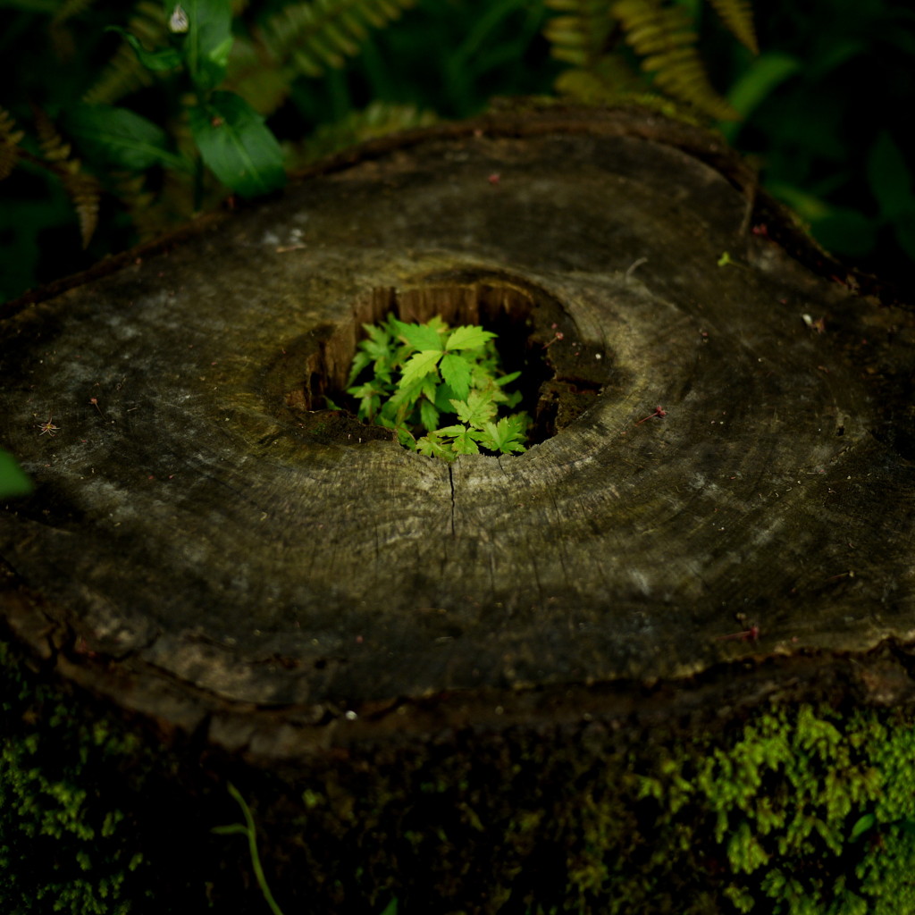 green is the colour　14