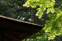 横浜　三渓園の春　3