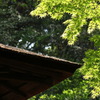 横浜　三渓園の春　3