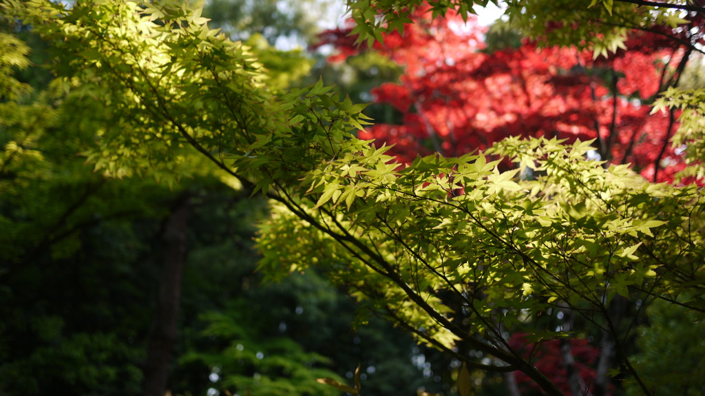 大徳寺　高桐院 2