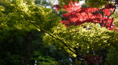 大徳寺　高桐院 2