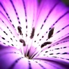 植物園にて