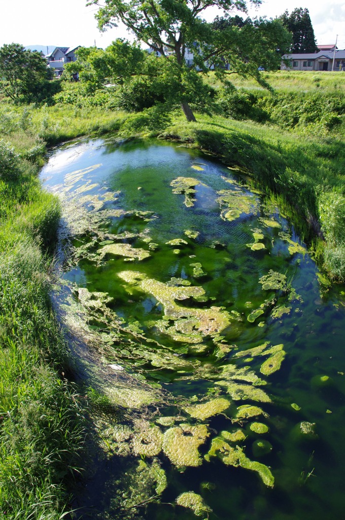 近所の沼