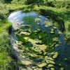 近所の沼