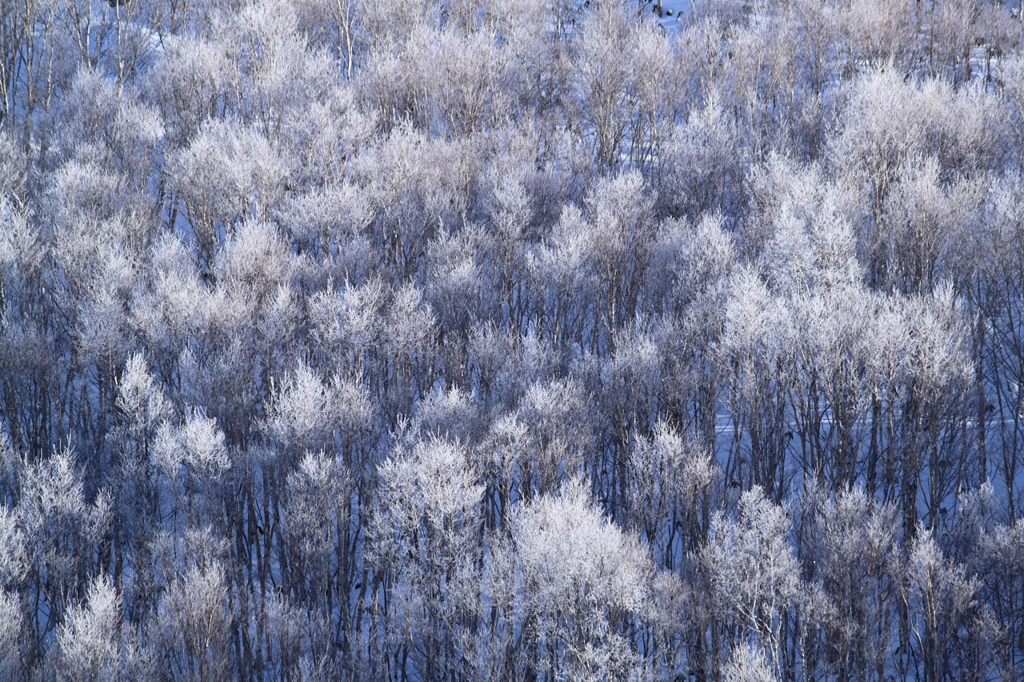 雪化粧