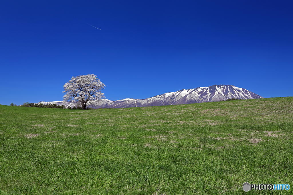 小岩井農場の一本桜 3