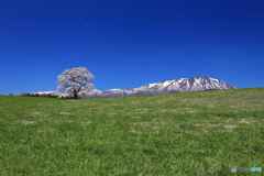 小岩井農場の一本桜 3