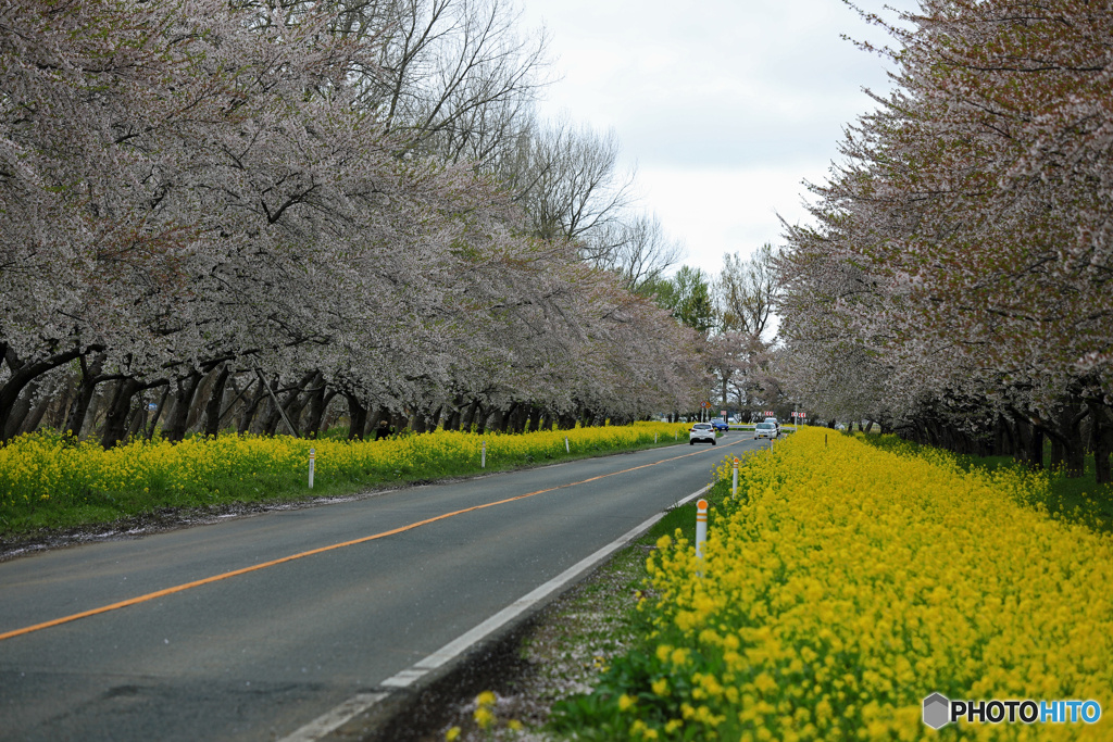 大潟 桜・菜の花ロード 2