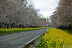 大潟 桜・菜の花ロード 2