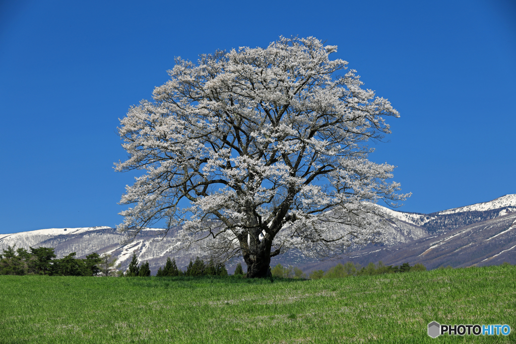 小岩井農場の一本桜 2