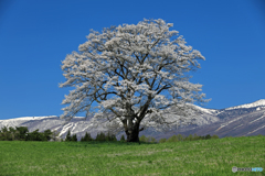 小岩井農場の一本桜 2