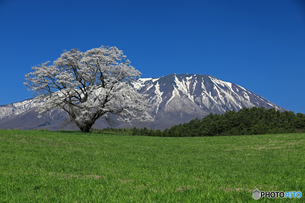 小岩井農場の一本桜 1