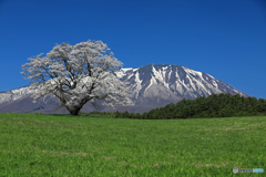 小岩井農場の一本桜 1