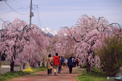 日中線のしだれ桜 1