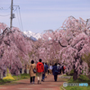 日中線のしだれ桜 1