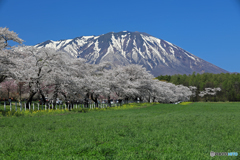 小岩井農場 2