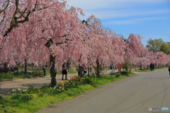 日中線のしだれ桜 2