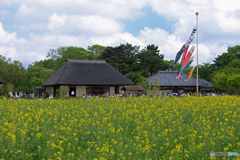 ひたち海浜公園