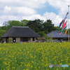 ひたち海浜公園