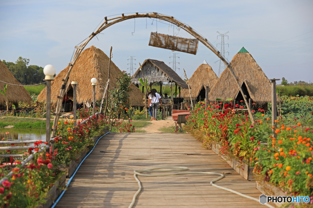 Lotus Farm by Samatoa