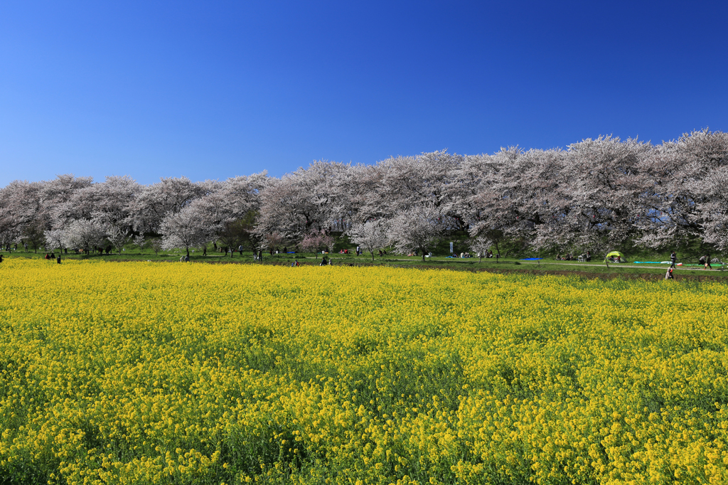 権現堂堤の桜