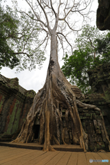 Ta Prohm 2