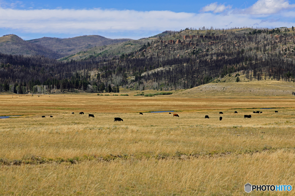 Dixie National Forest