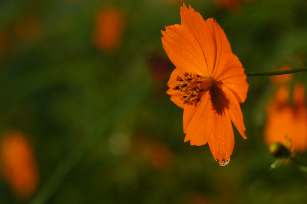 Morning after the rain.