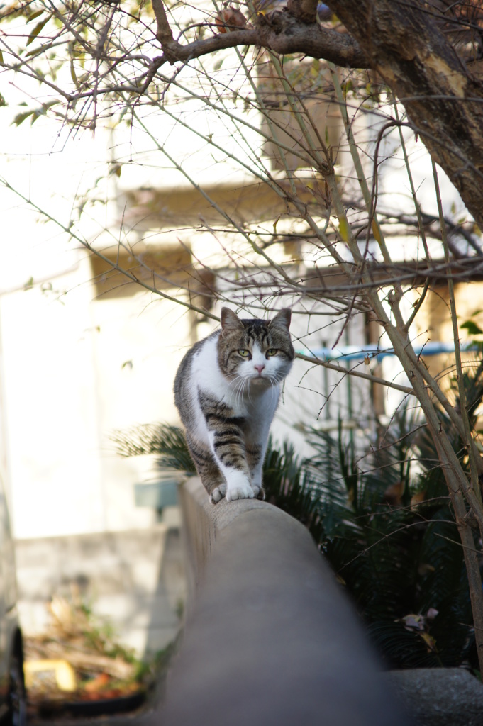 A cat on catwalk.