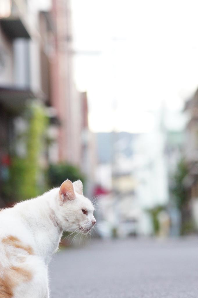 The cat likes autumns, too 