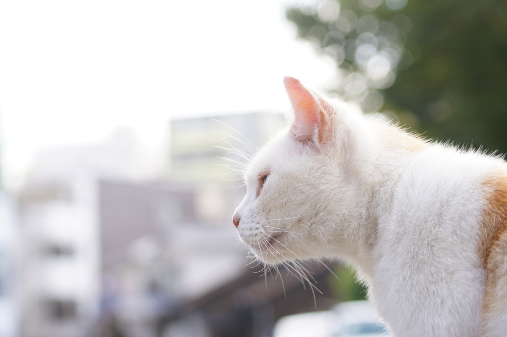 秋風になびくおひげ