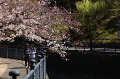 さくら歩道