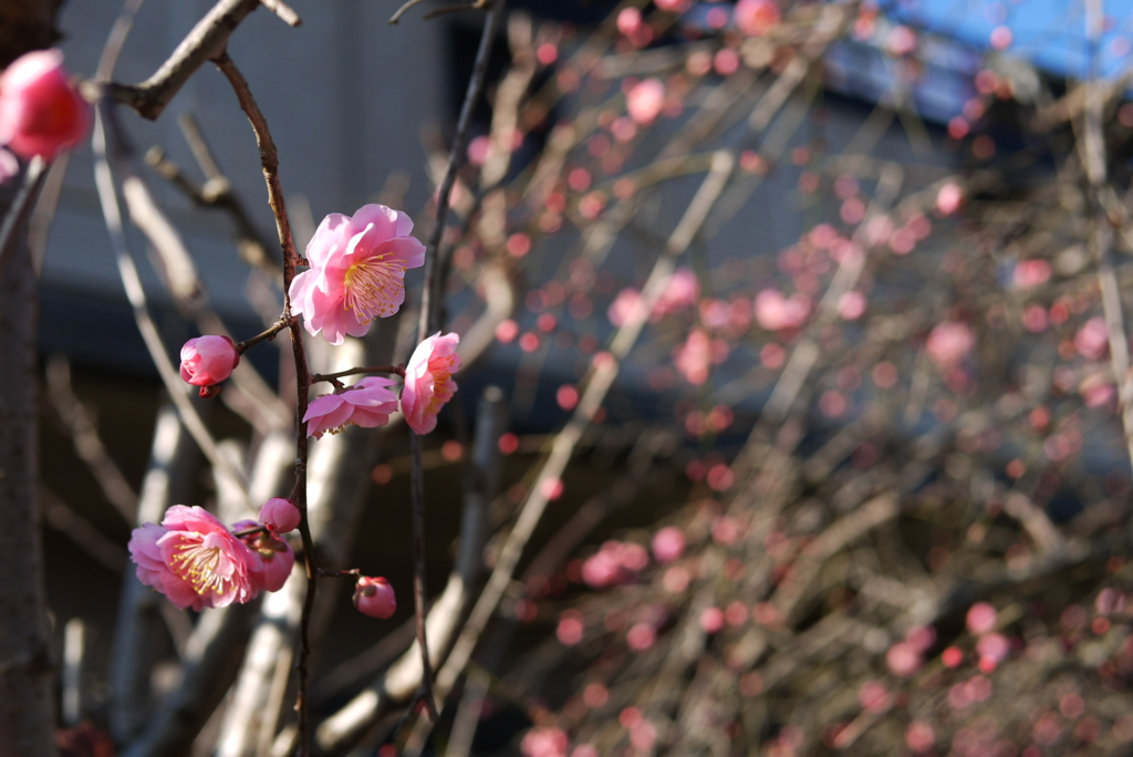 ピンク色の花ボケ