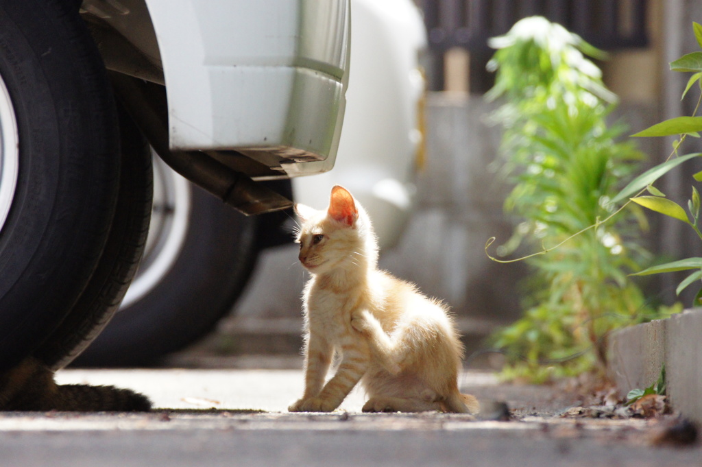 Summer of the kitten.