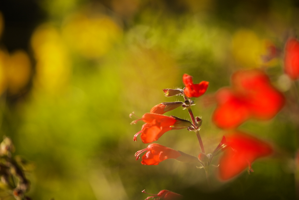Woman in red.