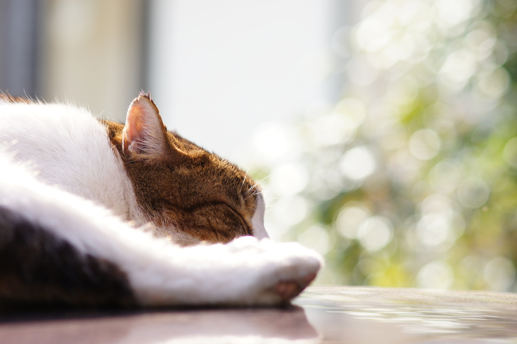 Nap on a roof.