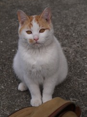 かわいい顔をして近づいて・・・・