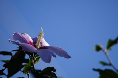A rose of sharon.