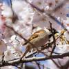 さくらを楽しむスズメ