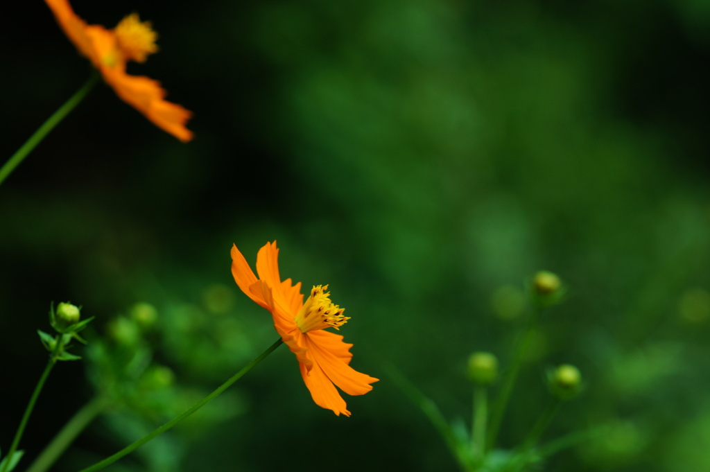 blooms in the shade.