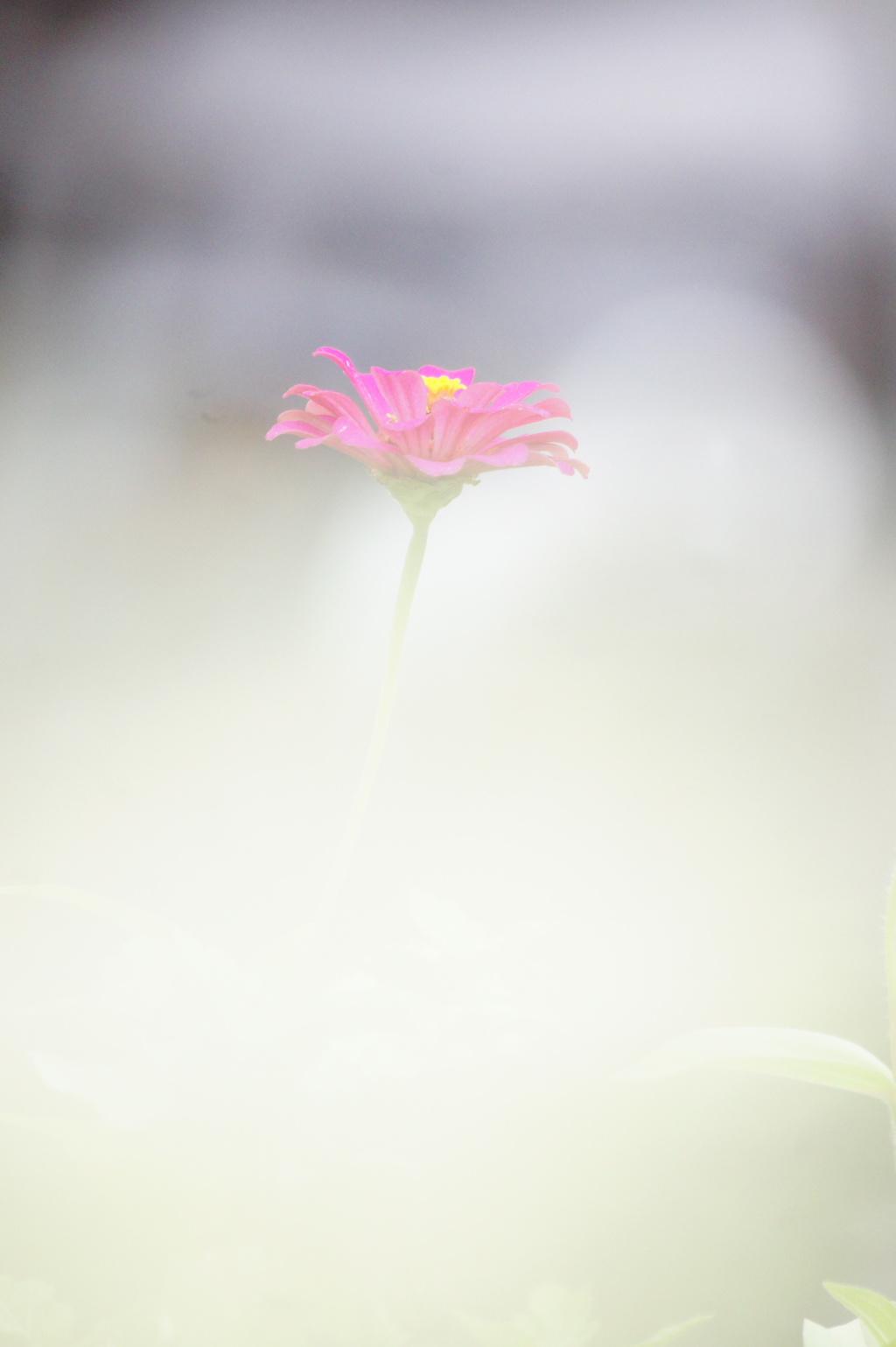 霞か雲か・・・