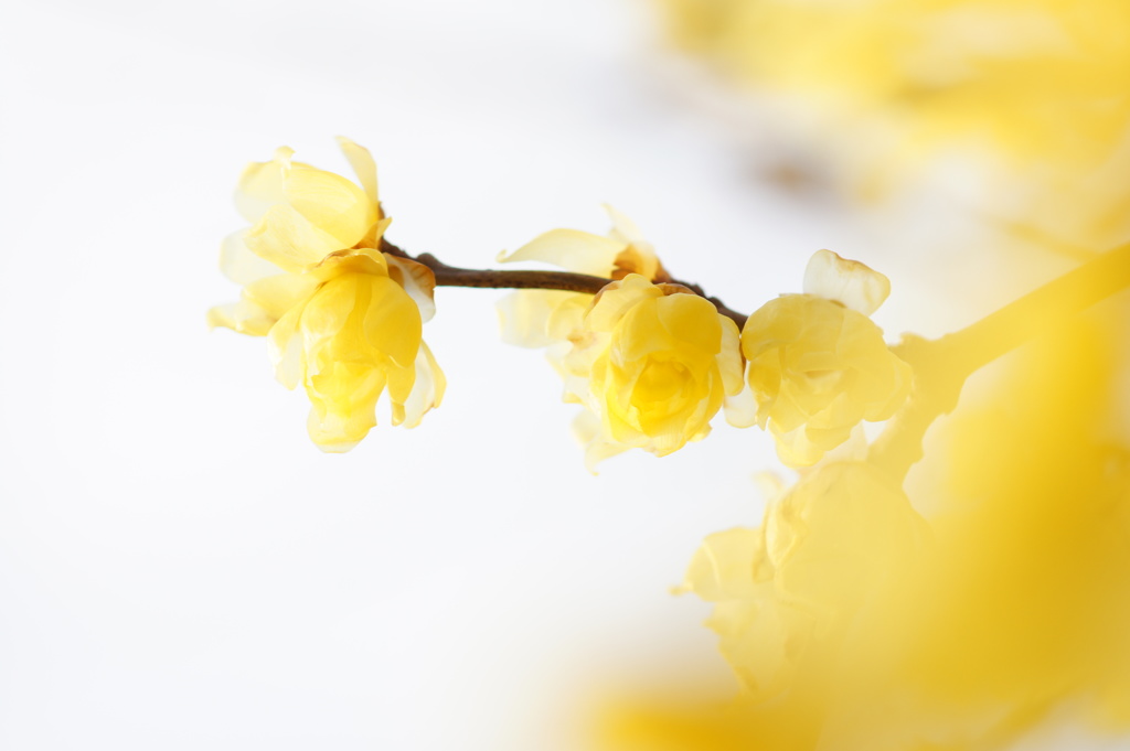 Yellow whisper.