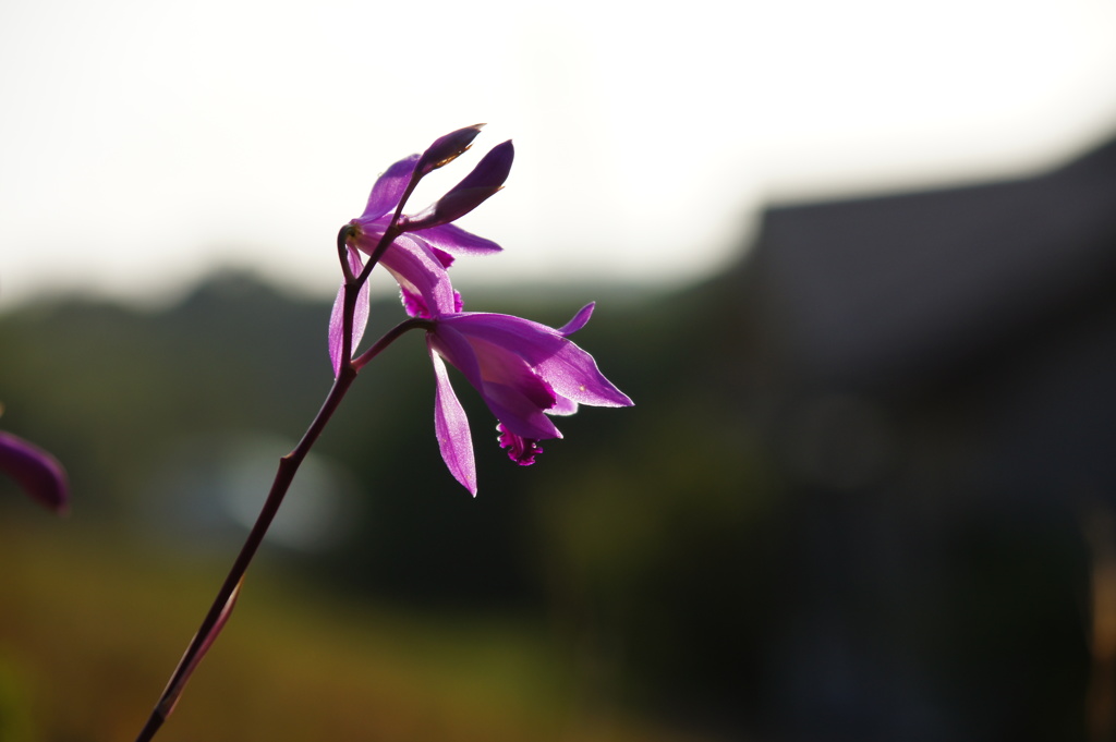 夕刻の土手に輝く